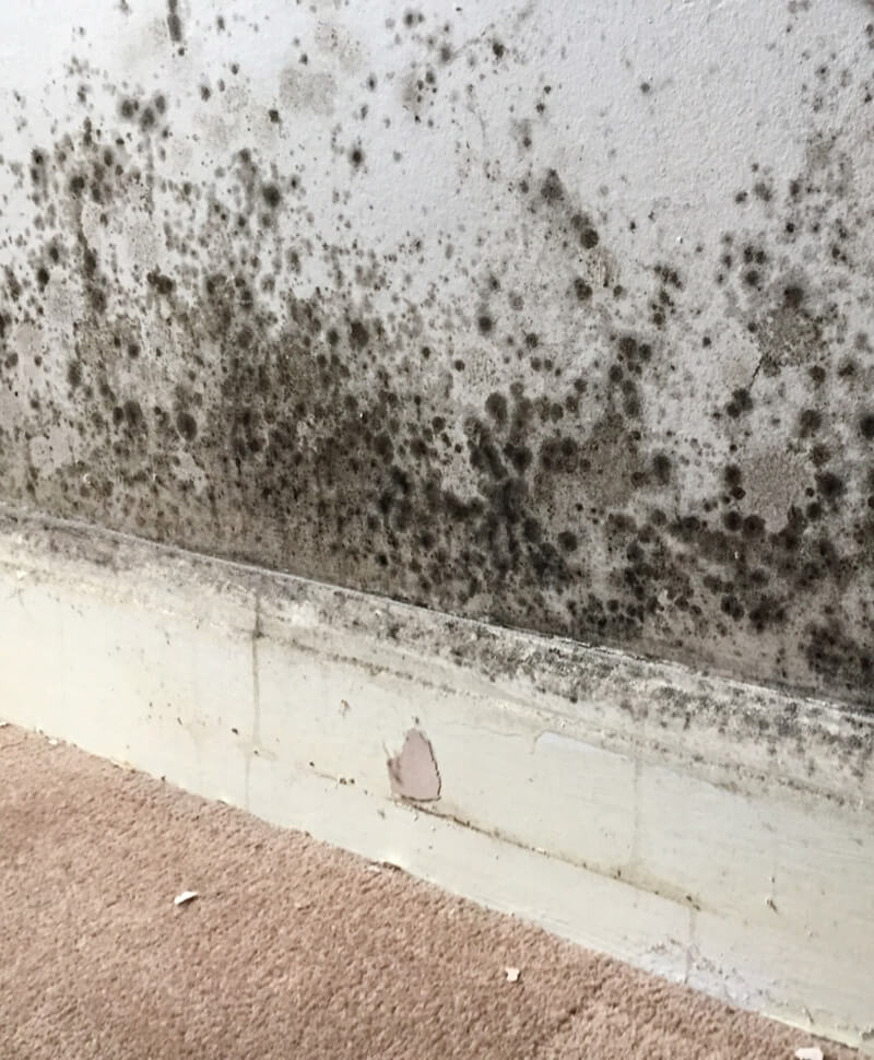 housing disrepair surveys